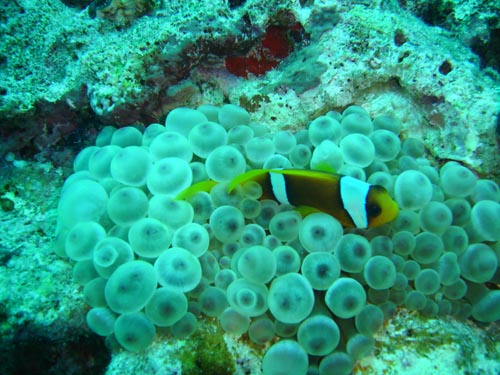 clownfish 4.jpg